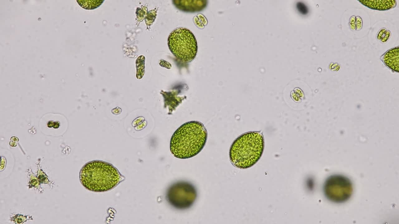 尾草履虫(Paramecium caudatum)是一种单细胞纤毛原生动物和显微镜下的细菌。视频素材