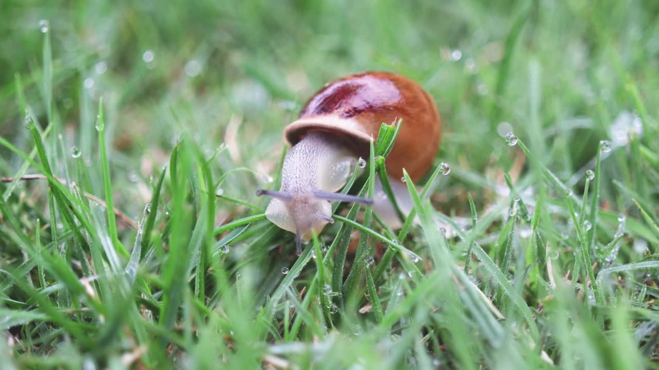 草地上的蜗牛特写视频素材