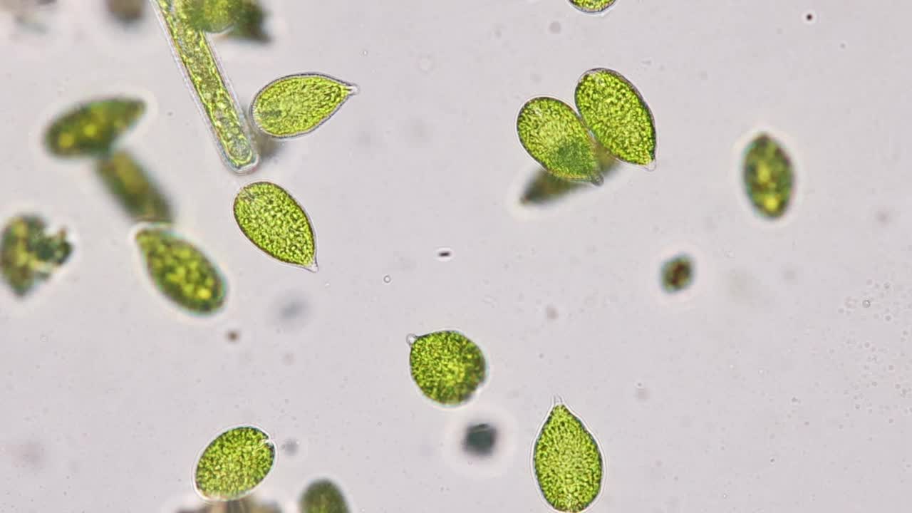 尾草履虫(Paramecium caudatum)是一种单细胞纤毛原生动物和显微镜下的细菌。视频素材