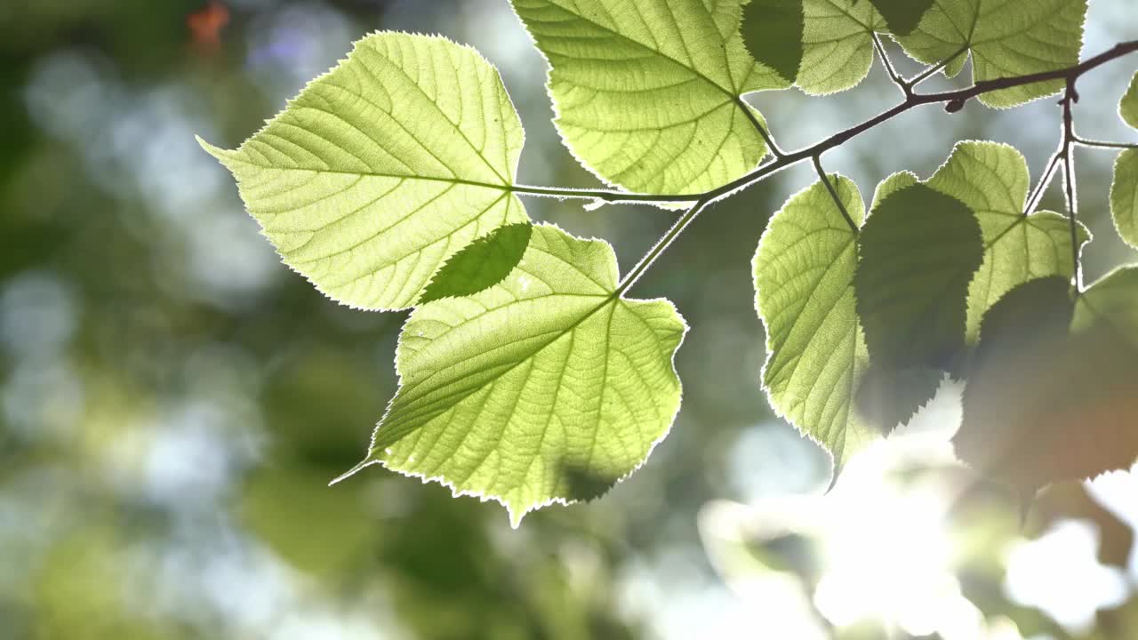 阳光透过茂盛的绿叶照射到北京视频素材