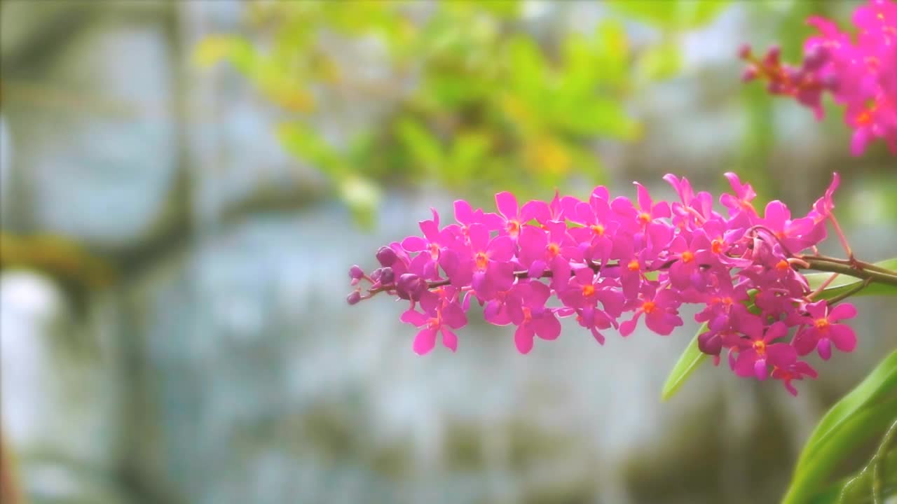 粉红色的兰花盛开，黄色的绿叶和模糊的蓝色瀑布背景视频素材