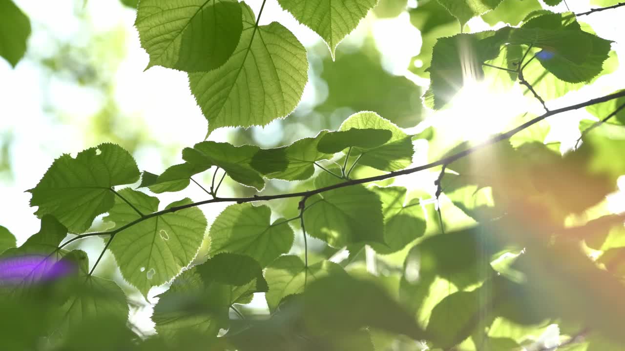 阳光透过茂盛的绿叶照射到北京视频素材