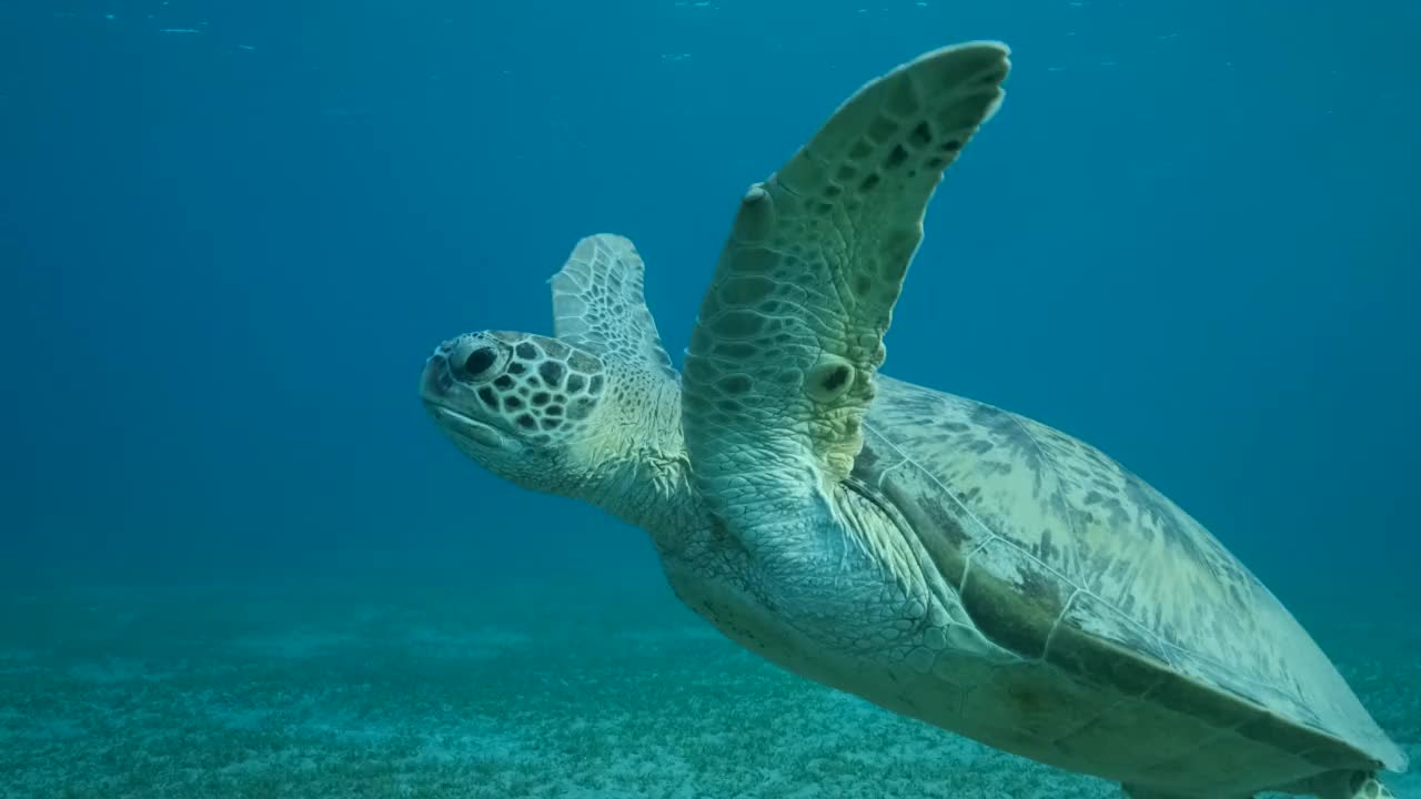 特写镜头拍摄了海龟在蓝色的海水中游泳，在水面上呼吸，然后潜入深海。绿海龟(Chelonia mydas)。4 k-50fps。埃及红海视频素材