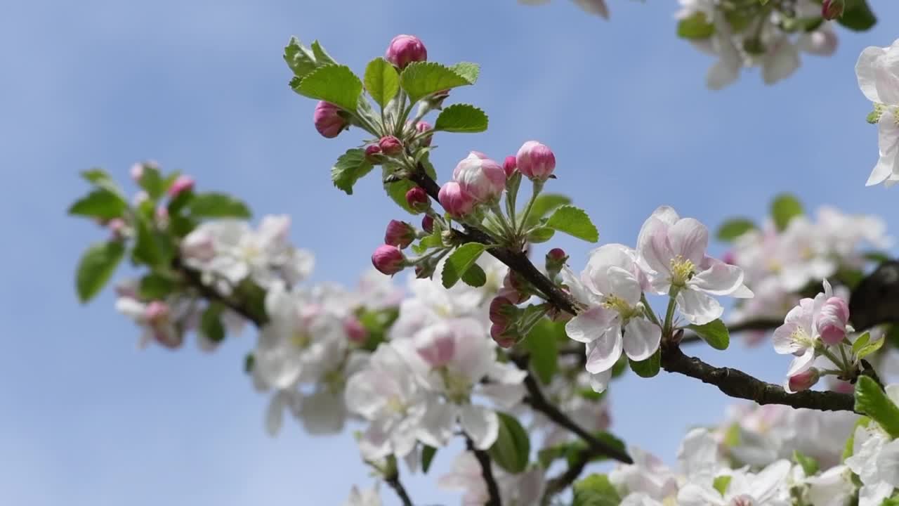 苹果花在微风中轻轻摇曳的慢动作特写视频素材