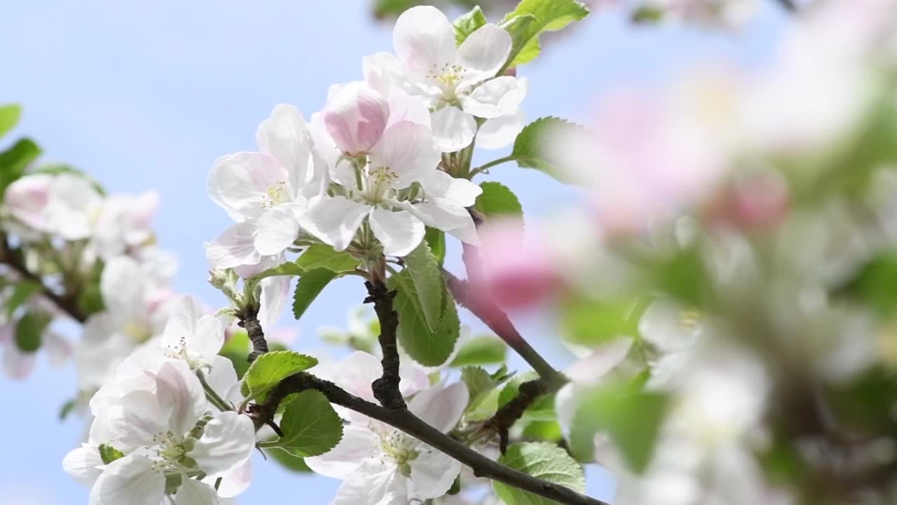 苹果花在微风中轻轻摇曳的慢动作特写视频素材