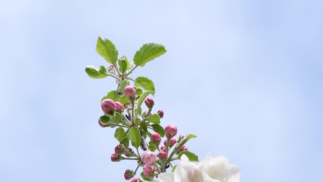 苹果花在微风中轻轻摇曳的慢动作特写视频素材