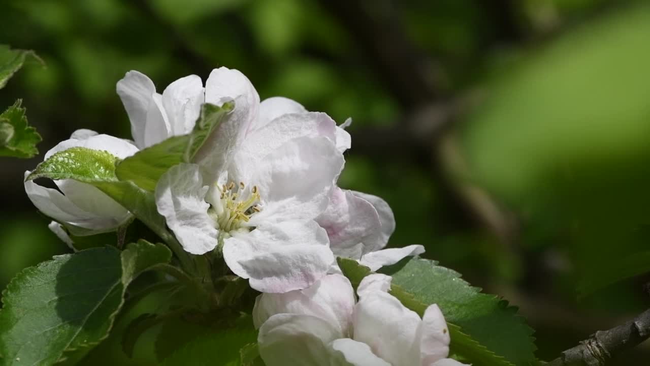 苹果花在微风中轻轻摇曳的慢动作特写视频素材