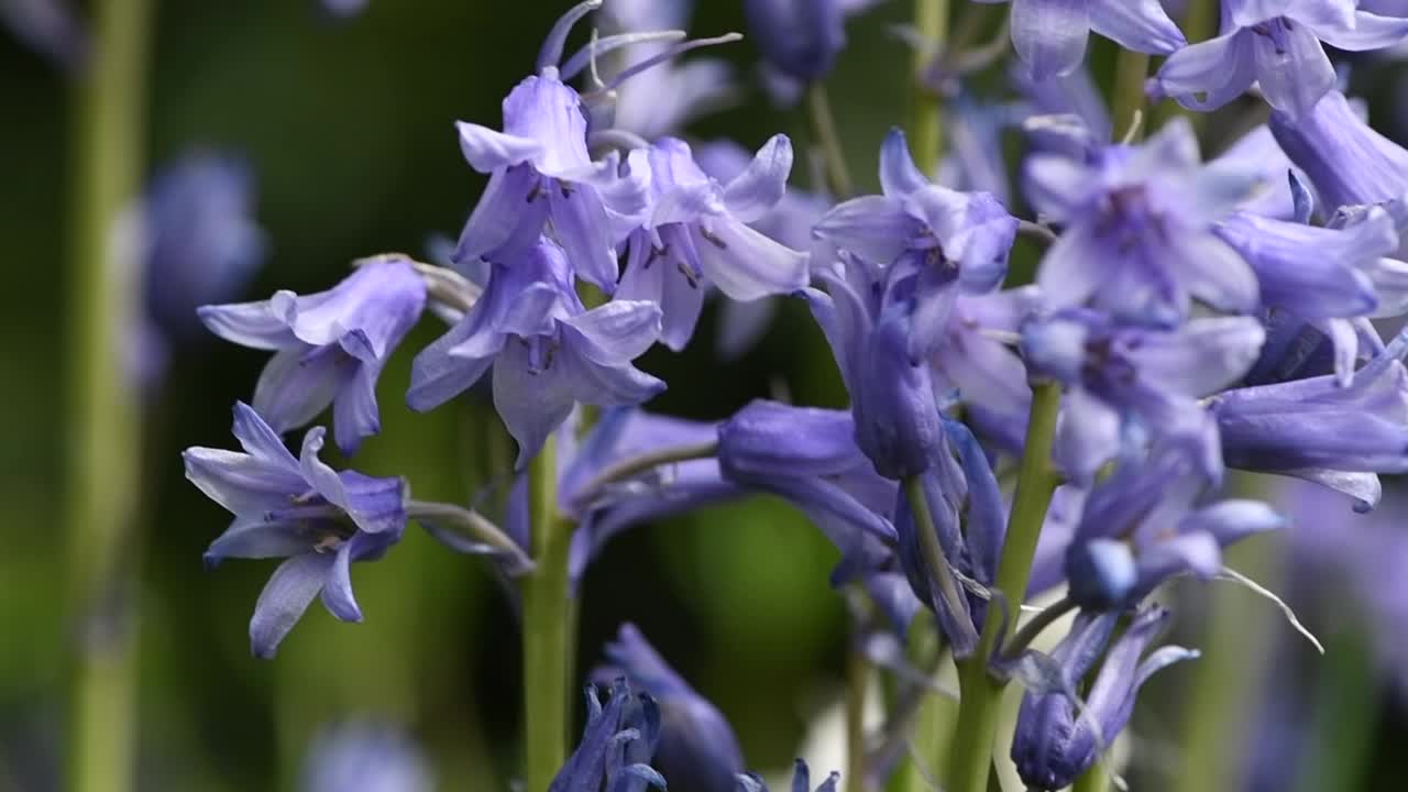 蓝铃草的特写，绿色的草地在微风中轻轻摇曳，在英国乡村花园，在慢动作视频素材