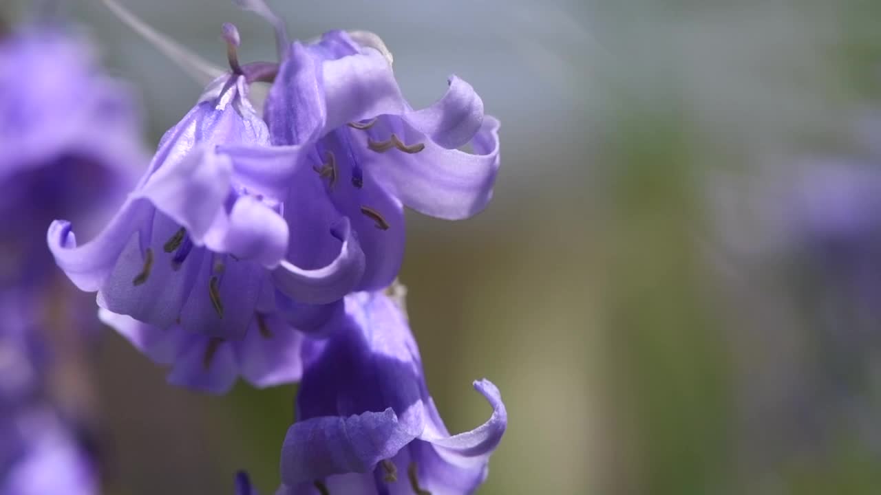 蓝铃草的特写，绿色的草地在微风中轻轻摇曳，在英国乡村花园，在慢动作视频素材