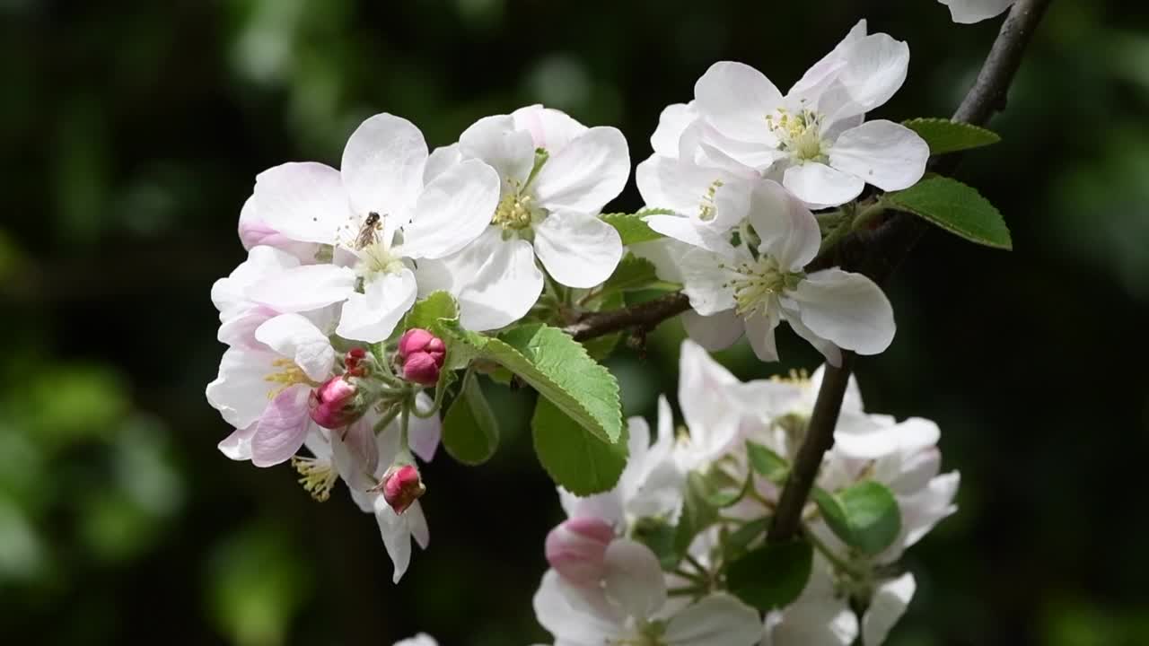 苹果花在微风中轻轻摇曳的慢动作特写视频素材