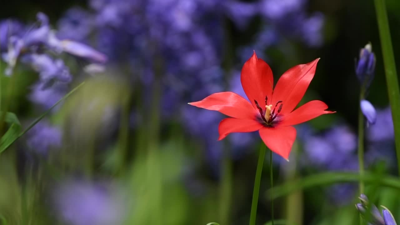 红色猎人野花郁金香在风信子的床上，在微风中轻轻摇曳视频素材