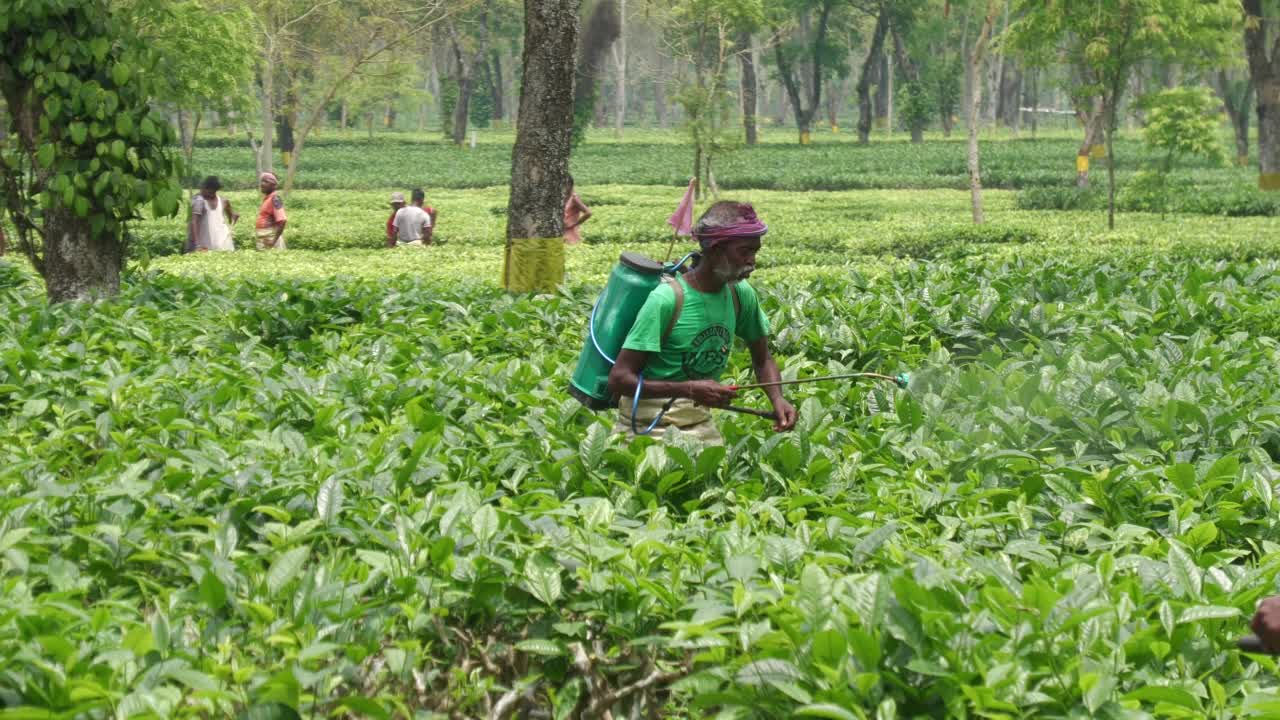 印度的茶园视频素材