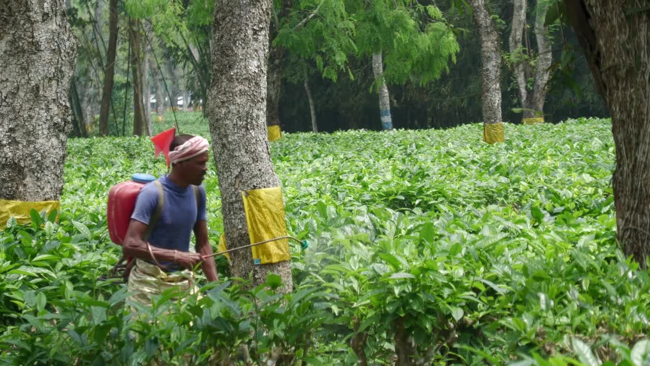 印度的茶园视频素材