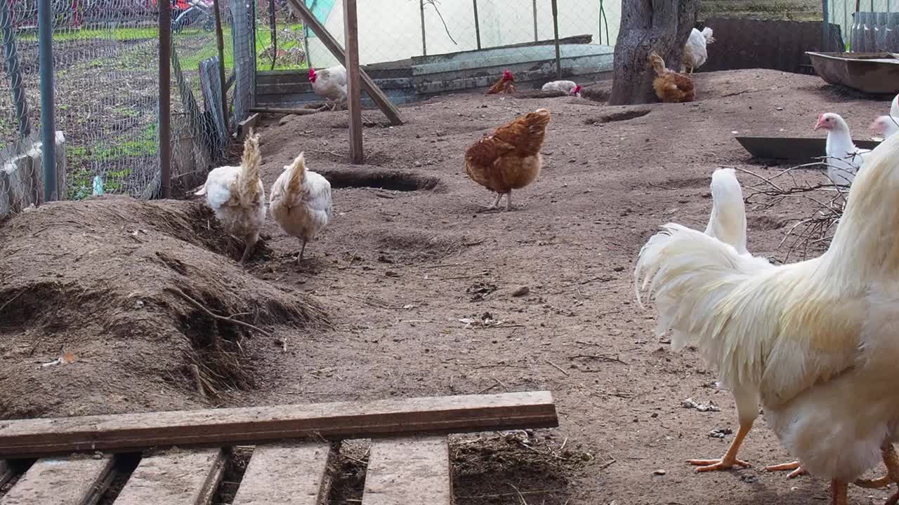 鸡和公鸡在围栏里走在街上视频素材