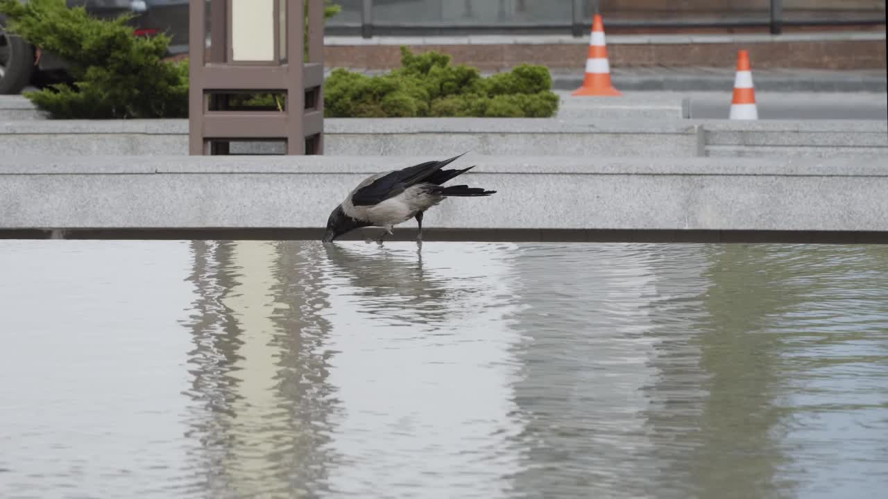 乌鸦在炎热的夏天用嘴从城市的喷泉喝水。视频素材