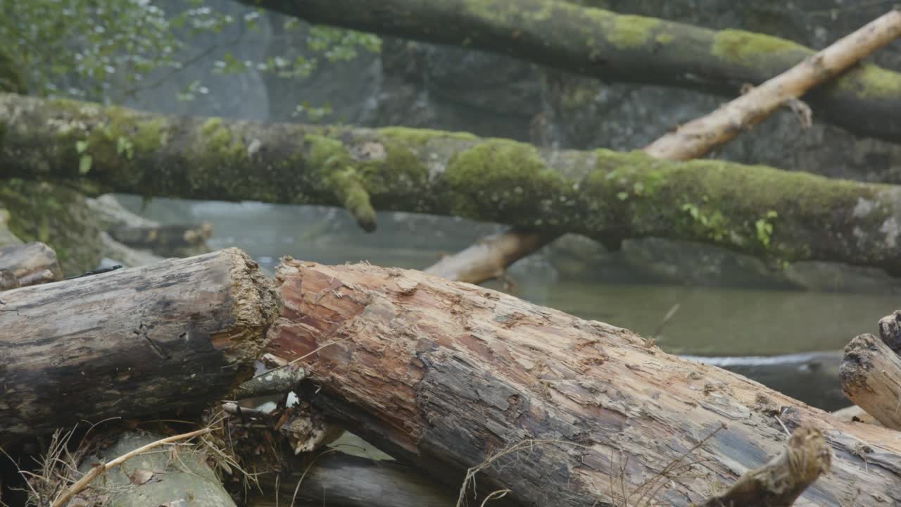 山河上的火蜥蜴(4K)视频素材