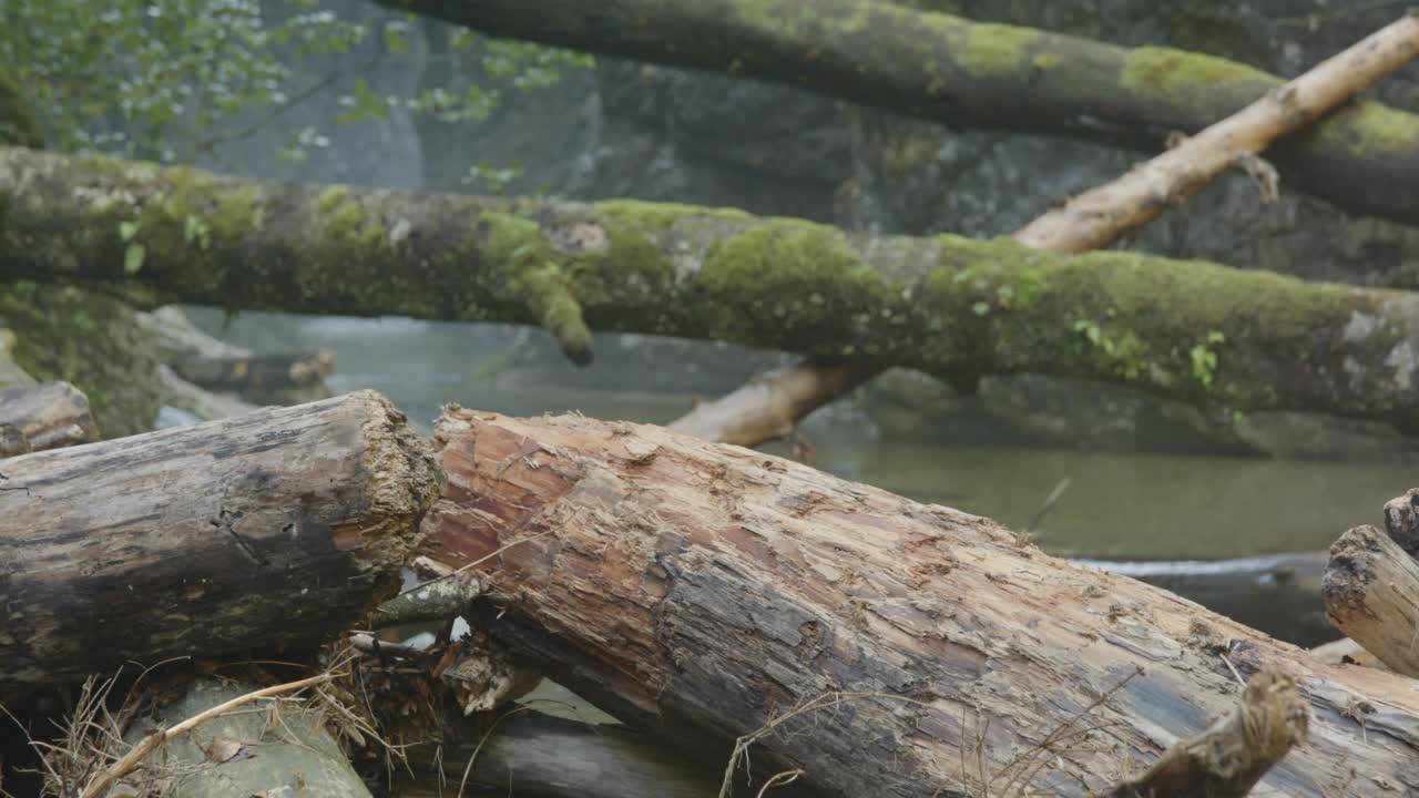 山河上的火蜥蜴(4K)视频素材