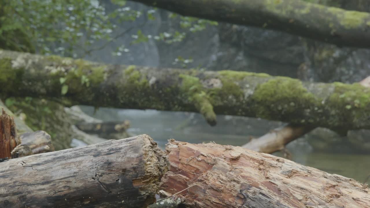 山河上的火蜥蜴(4K)视频素材