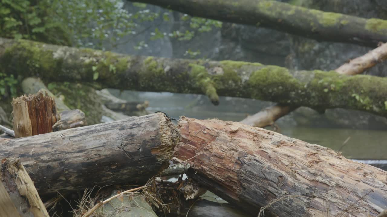 山河上的火蜥蜴(4K)视频素材