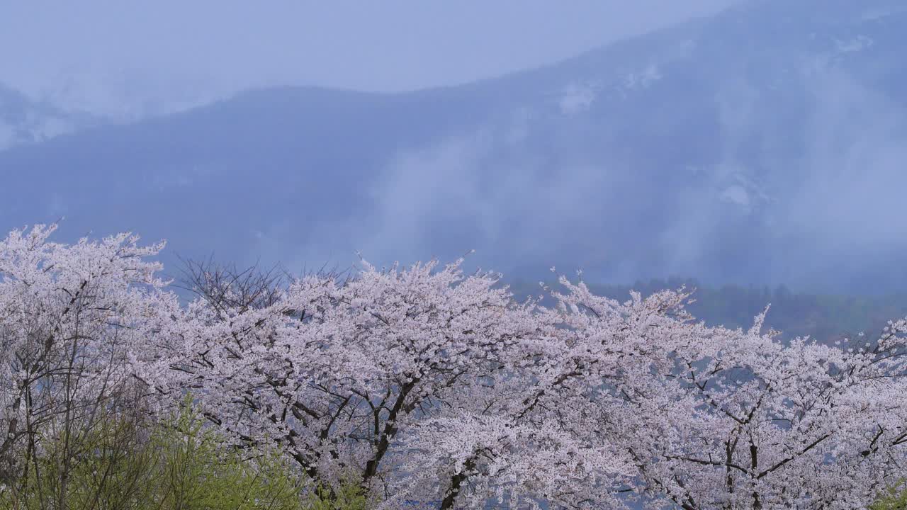 樱花，樱花视频素材