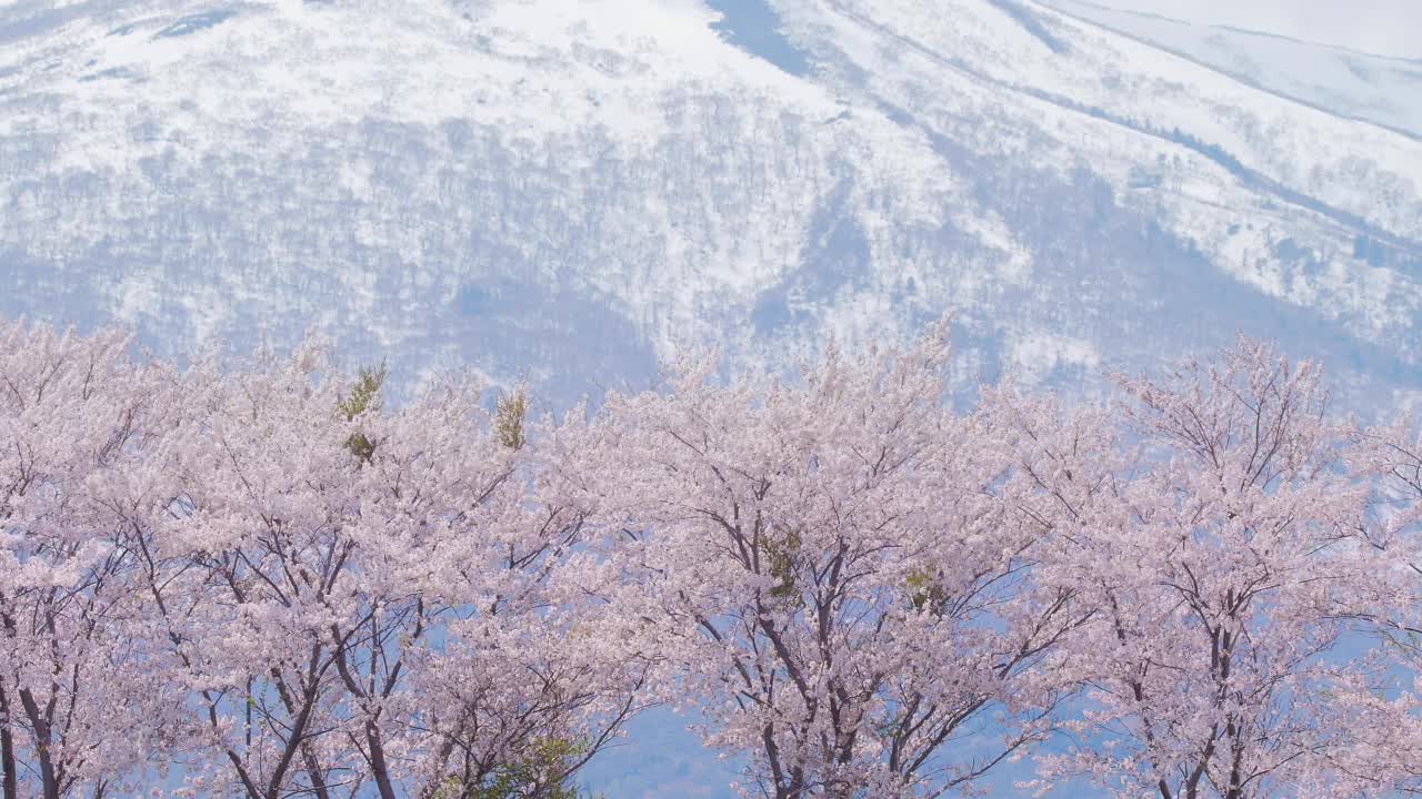 樱花，樱花视频素材