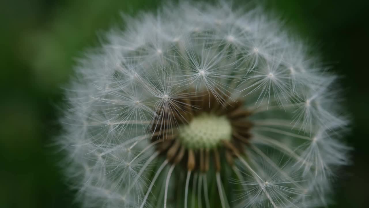 蒲公英白头。特写蒲公英种子头的宏观图像与精致的花边样的模式。蒲公英的细节照片。蒲公英封闭的花蕾蒲公英白色的花朵在绿色的草地上。视频素材