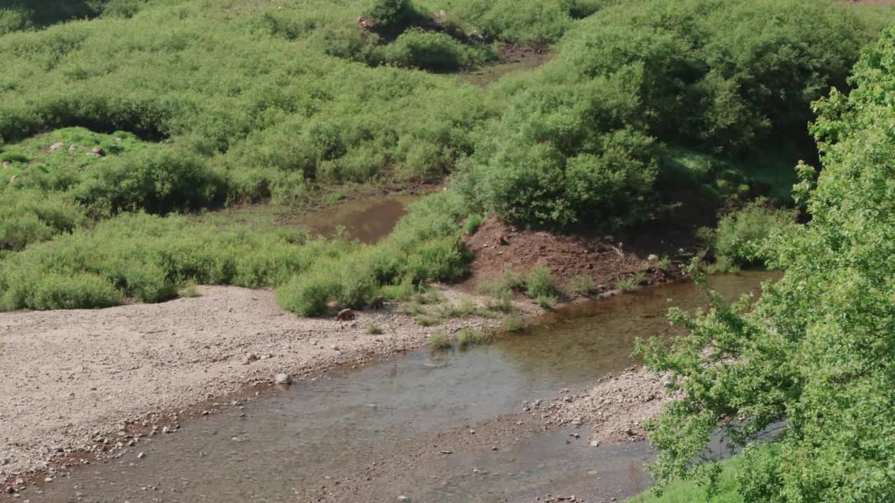 DMZ(朝鲜非军事区)-两只野猪躺在石头田里/韩国视频素材