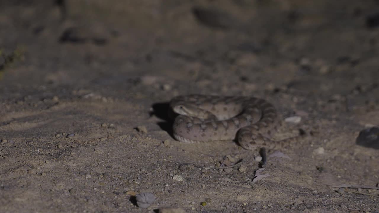 锯鳞蝰视频素材