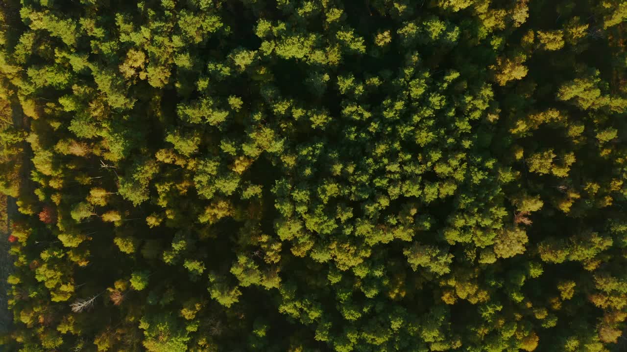 鸟瞰山顶景区，彩色翠绿松林，4k自然旅游镜头视频素材