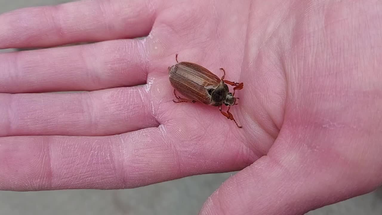 可能有只甲虫爬在一个人的手掌上。春天的昆虫视频素材