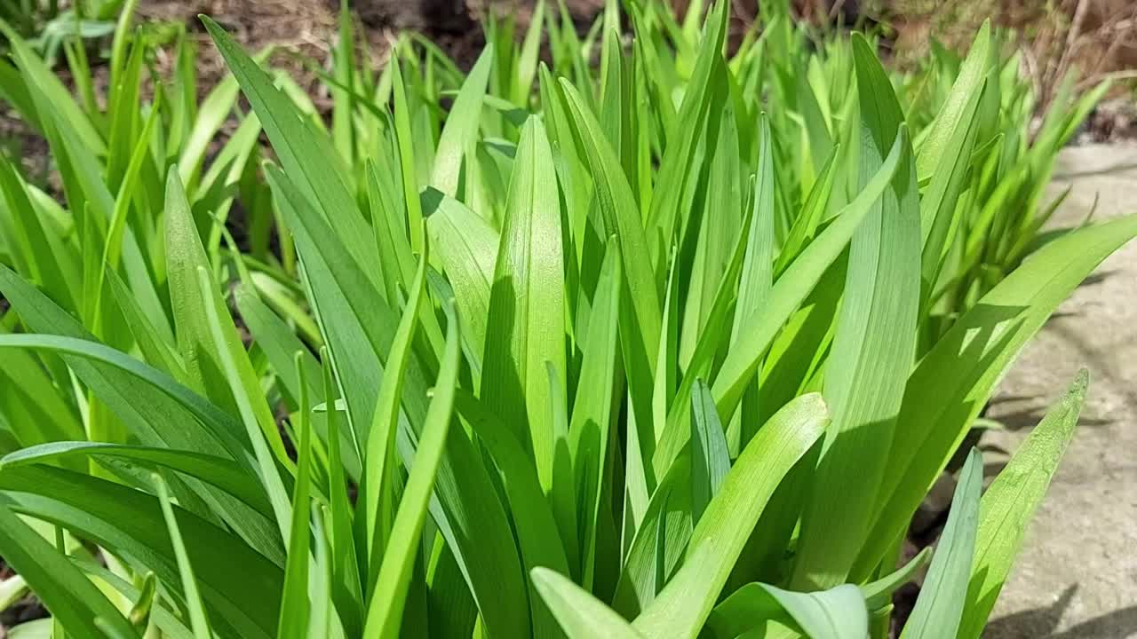 绿色的树叶。黄花菜在春天生长。晴朗多风的天气视频素材