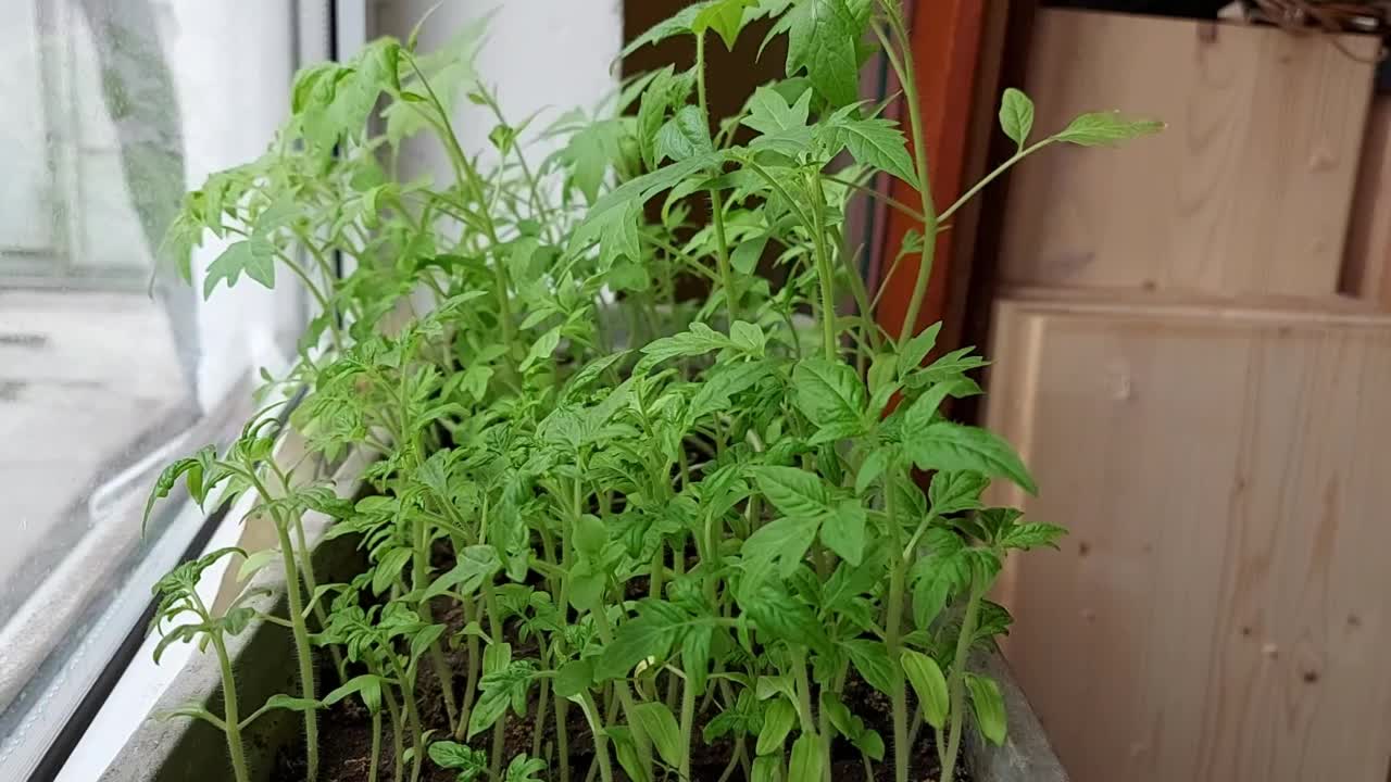 番茄幼苗生长在窗台上的盒子里。园艺在家里。种植蔬菜。视频素材