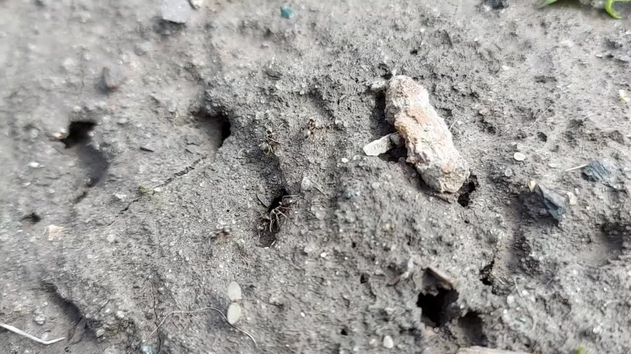 蚂蚁在地上奔跑，爬进蚁丘。昆虫。视频素材