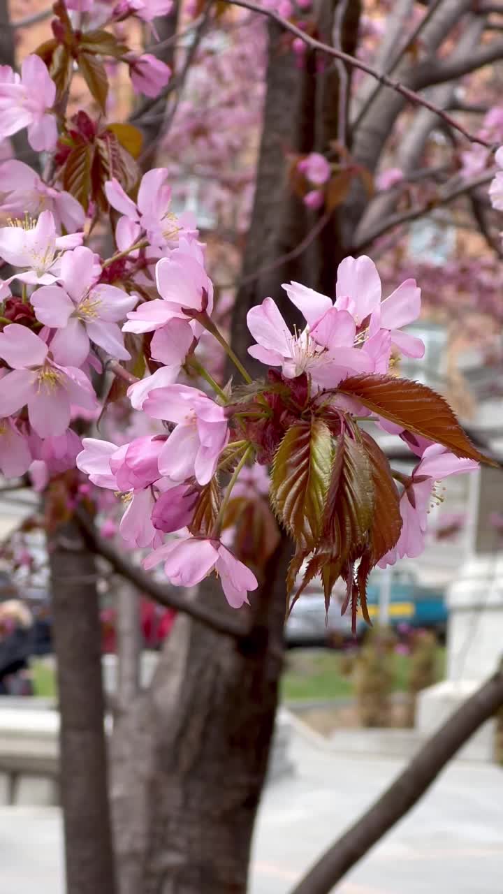 樱花视频素材