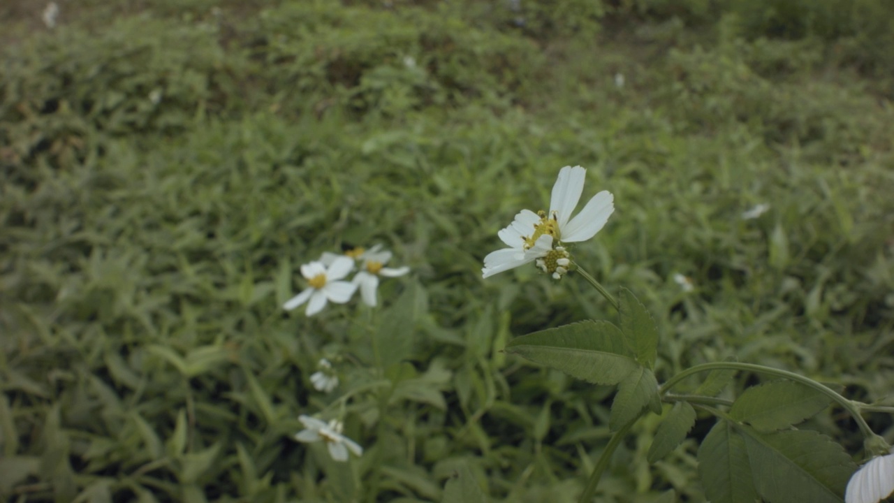 白色花5瓣和黄色雄蕊吹视频素材