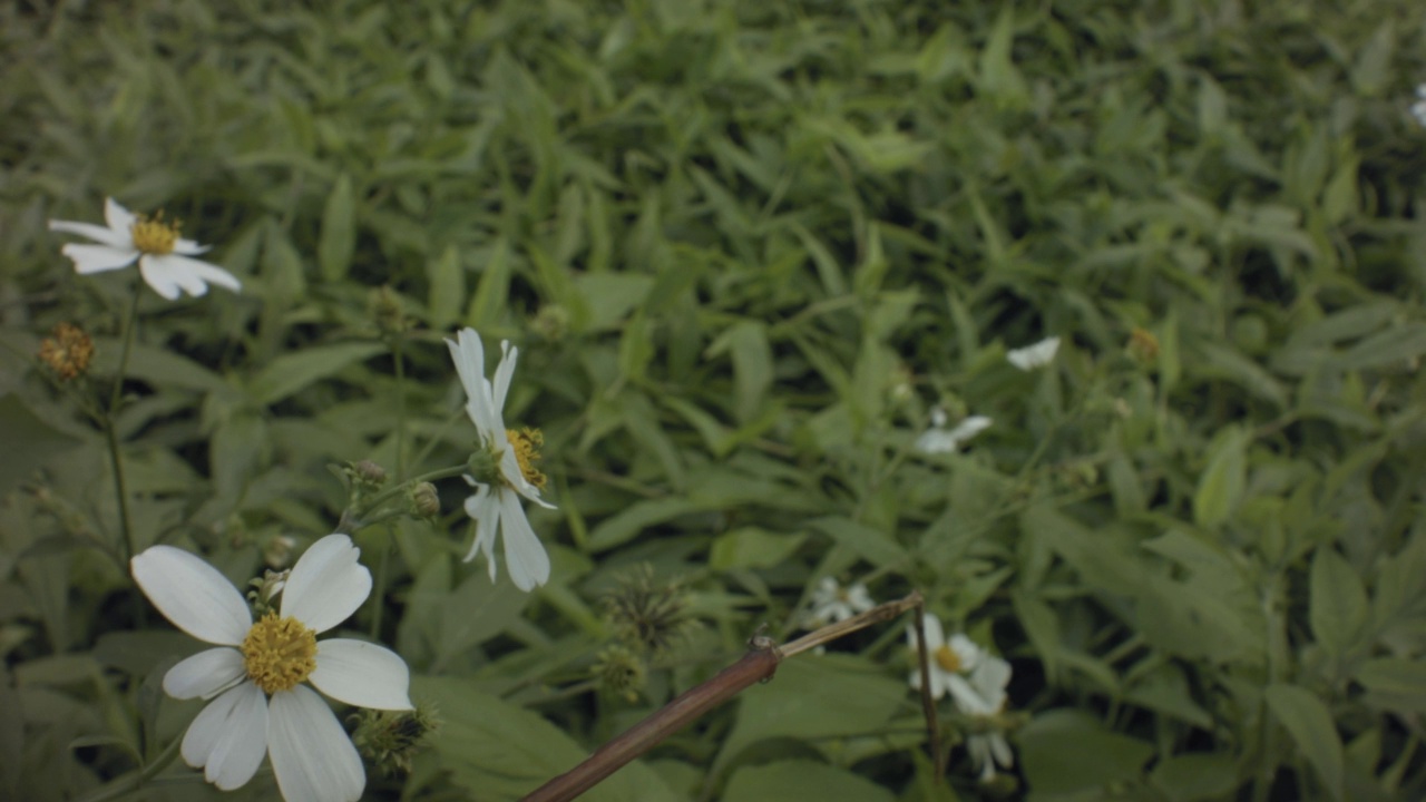 白色花5瓣和黄色雄蕊吹视频素材