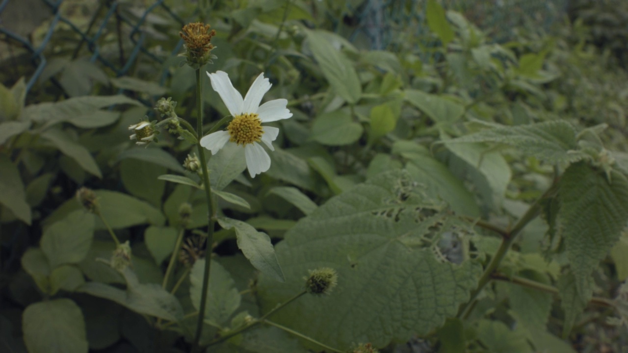 白色花5瓣和黄色雄蕊吹视频素材