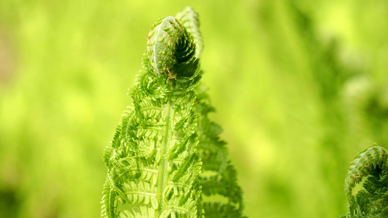 蕨类植物的叶子。年轻的绿色的蕨类植物。视频素材