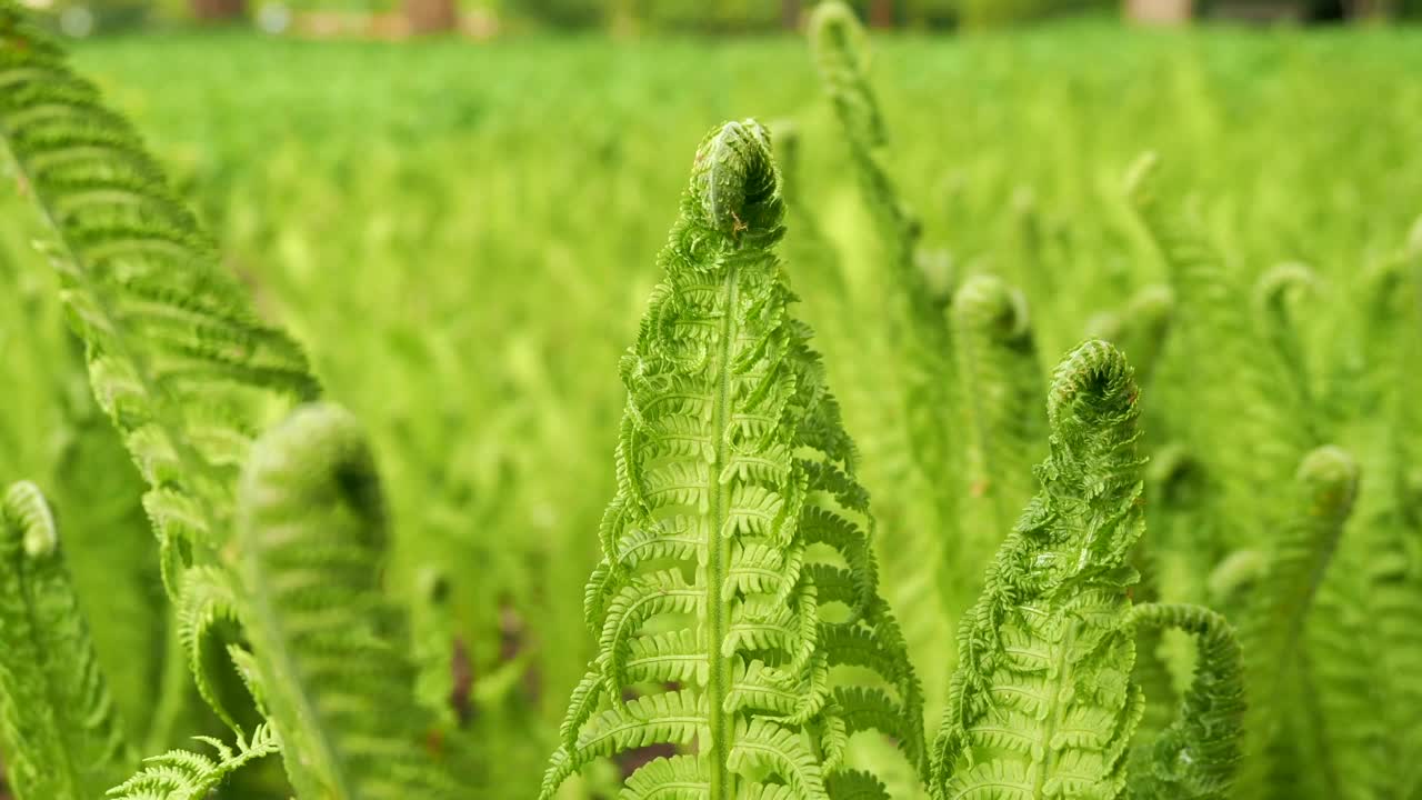 蕨类植物的叶子。年轻的绿色的蕨类植物。视频素材