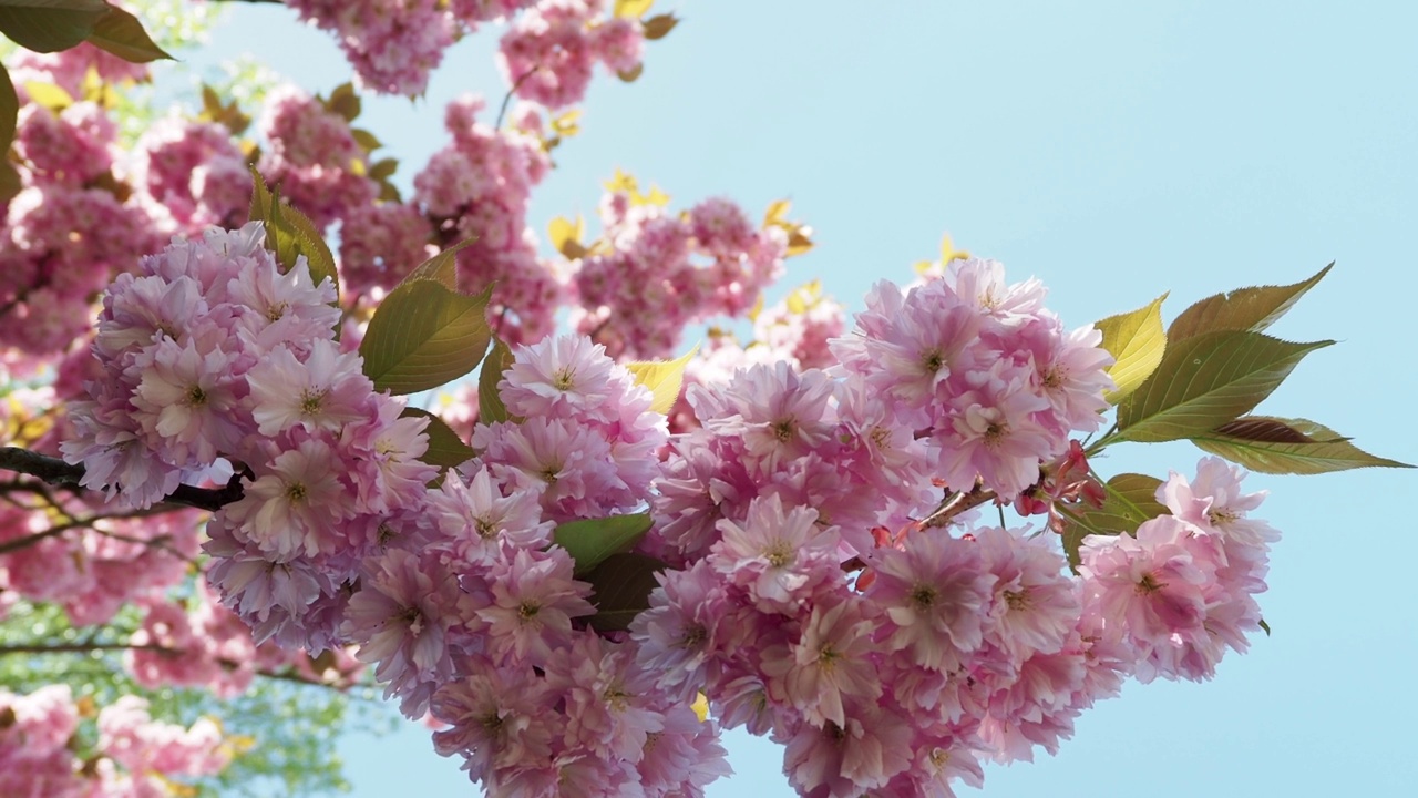 日本的樱桃树。李属serrulata花视频素材