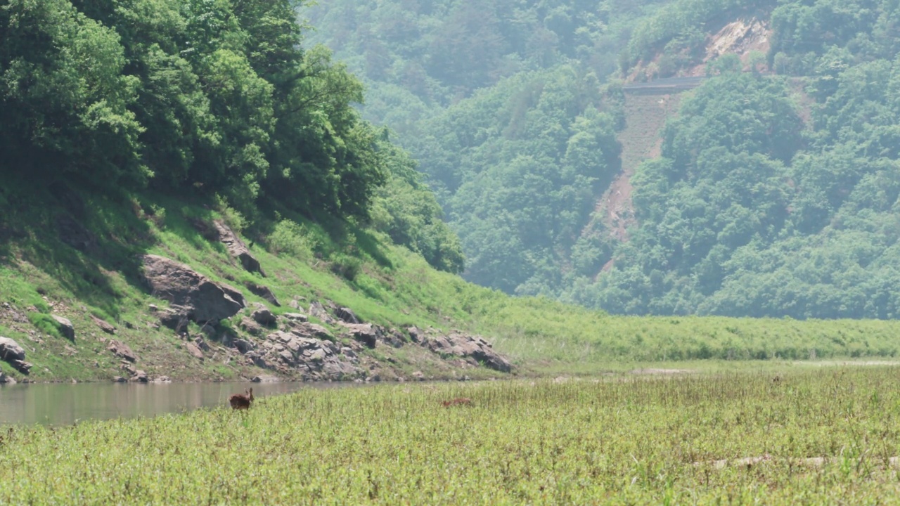 DMZ(朝鲜非军事区)，春天——两只麋鹿(Hydropotes inermis)在河边的草地上奔跑/韩国视频素材