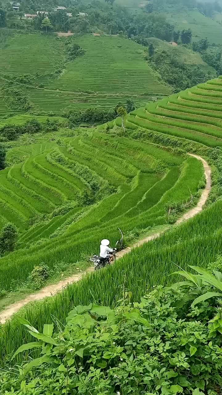 越南萨帕的绿色梯田视频素材