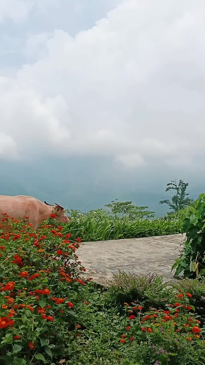 越南萨帕的自然景观和红藻部落生活视频素材