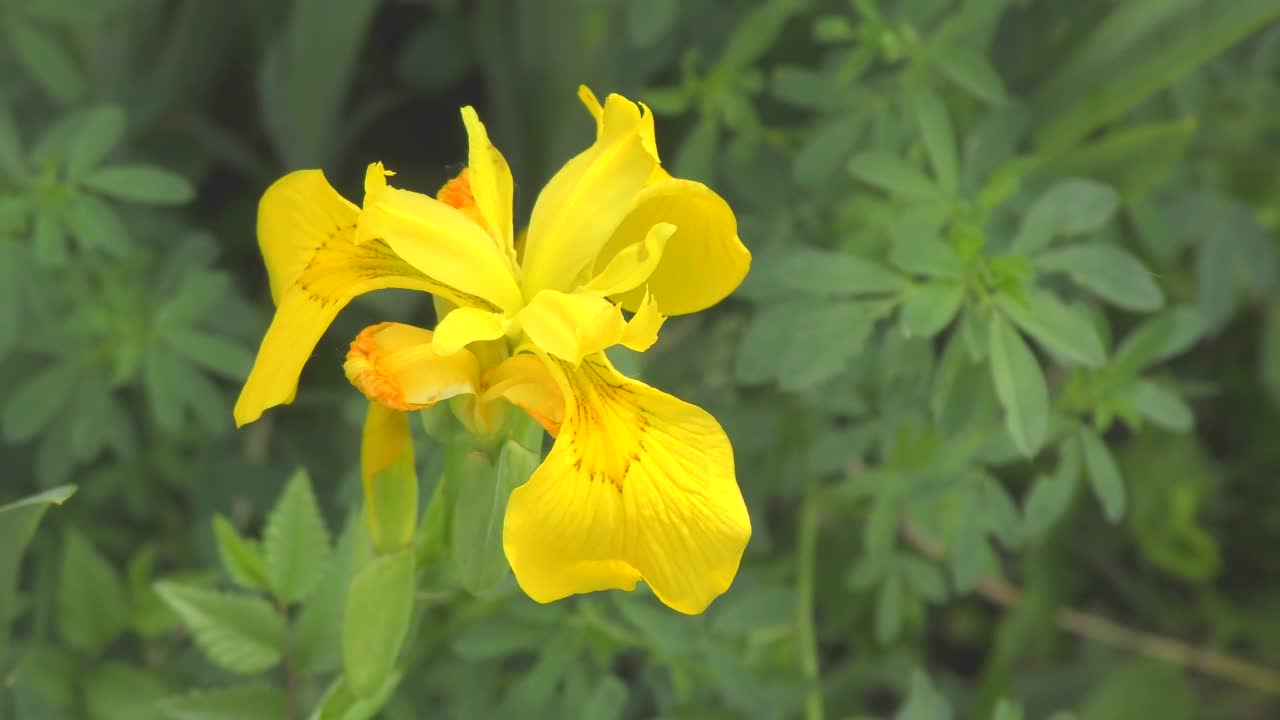 虹膜花(Lat。虹膜)或虎鲸，或黄色小公鸡视频素材