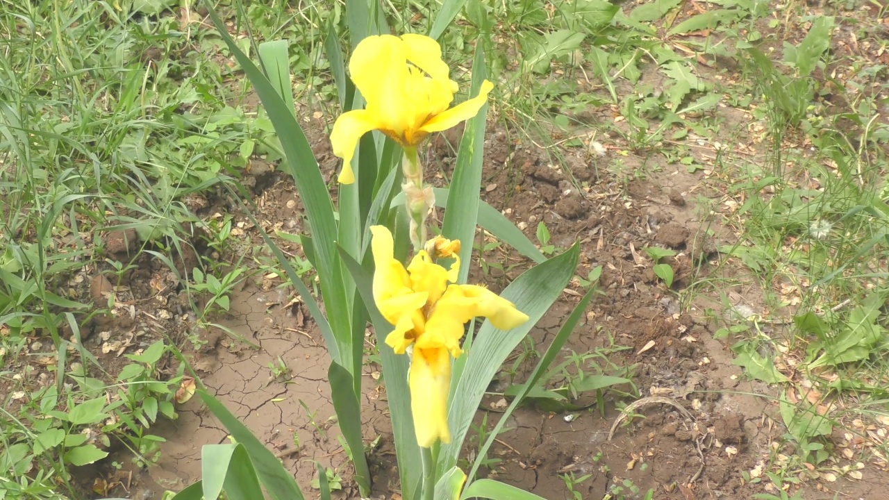 虹膜花(Lat。虹膜)或虎鲸，或黄色小公鸡视频素材