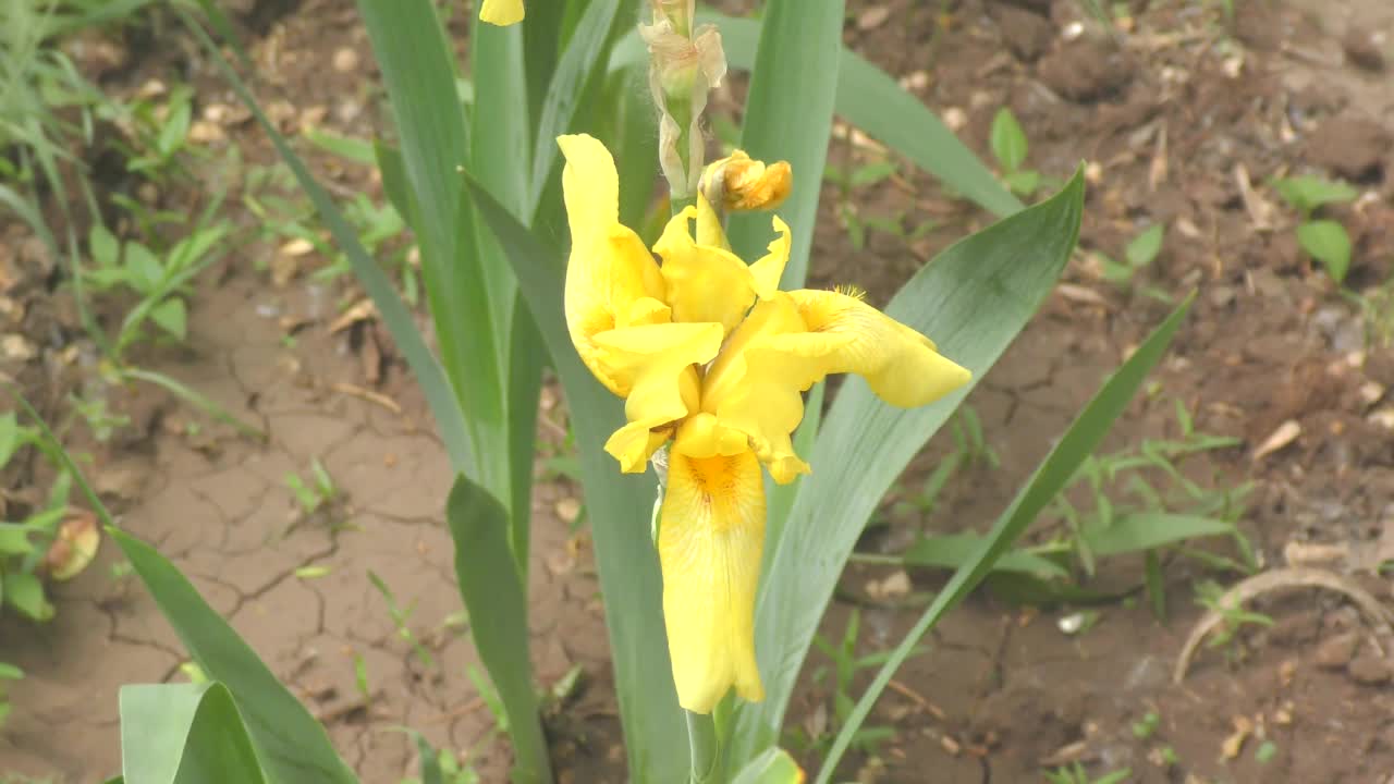 虹膜花(Lat。虹膜)或虎鲸，或黄色小公鸡视频素材