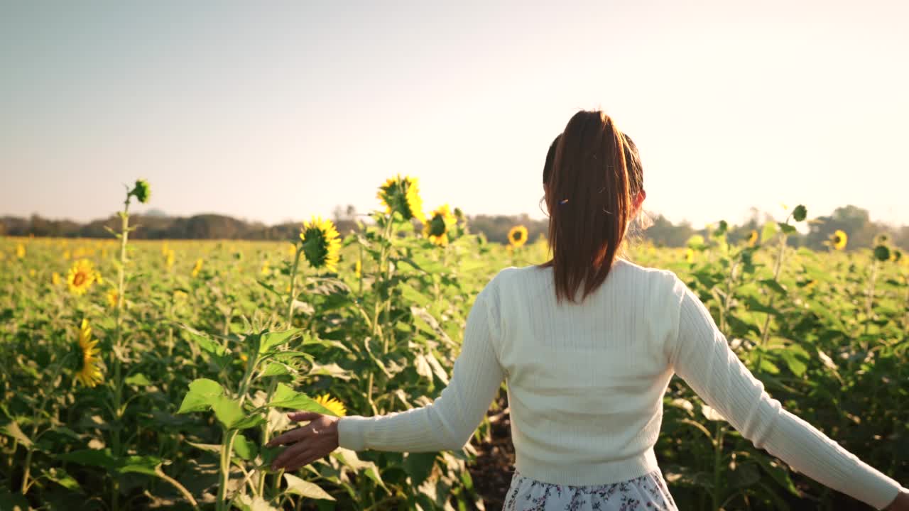 幸福的女人走着，在夕阳下的向日葵地里张开双臂。自由的概念。视频素材