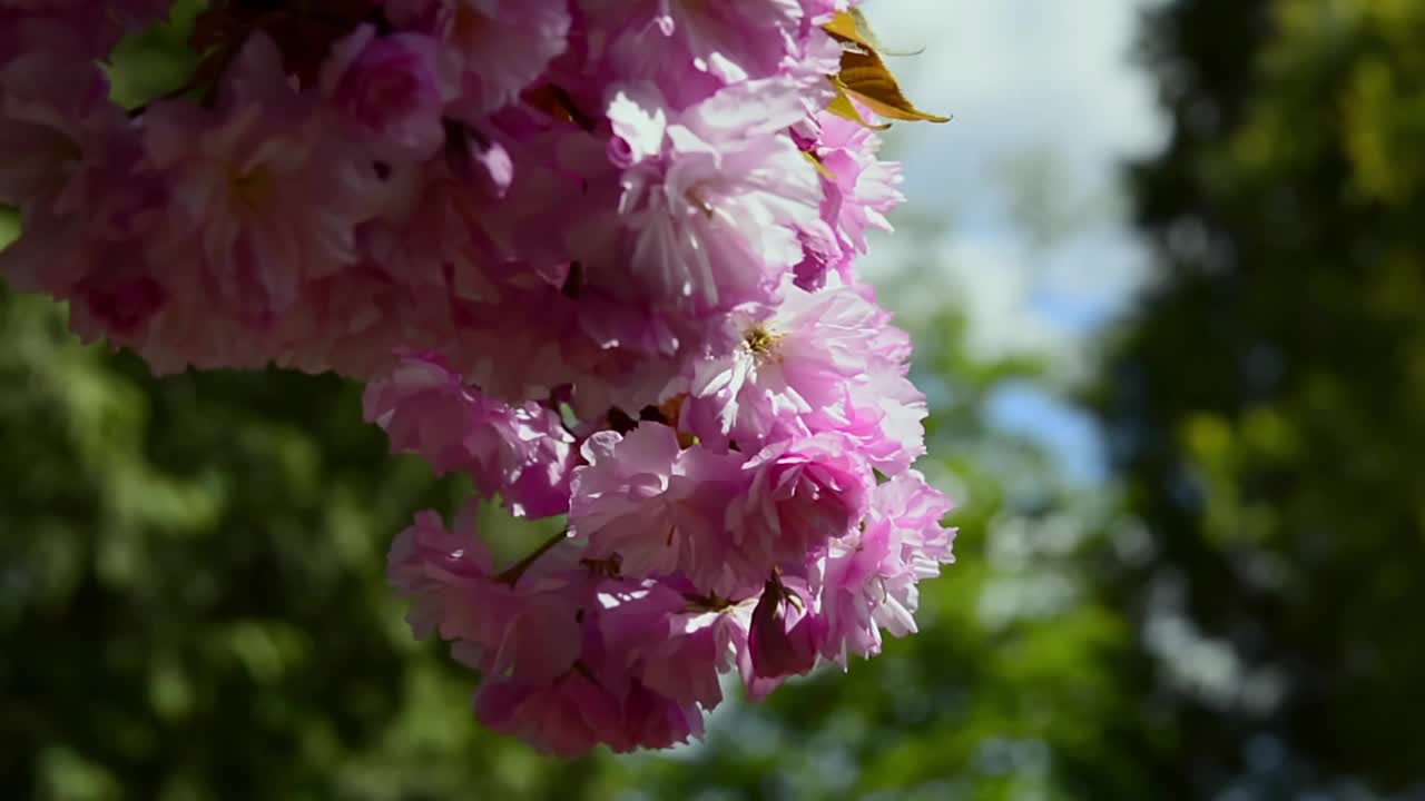 樱花背景蓝色的天空，樱花树，粉红色的樱花视频素材