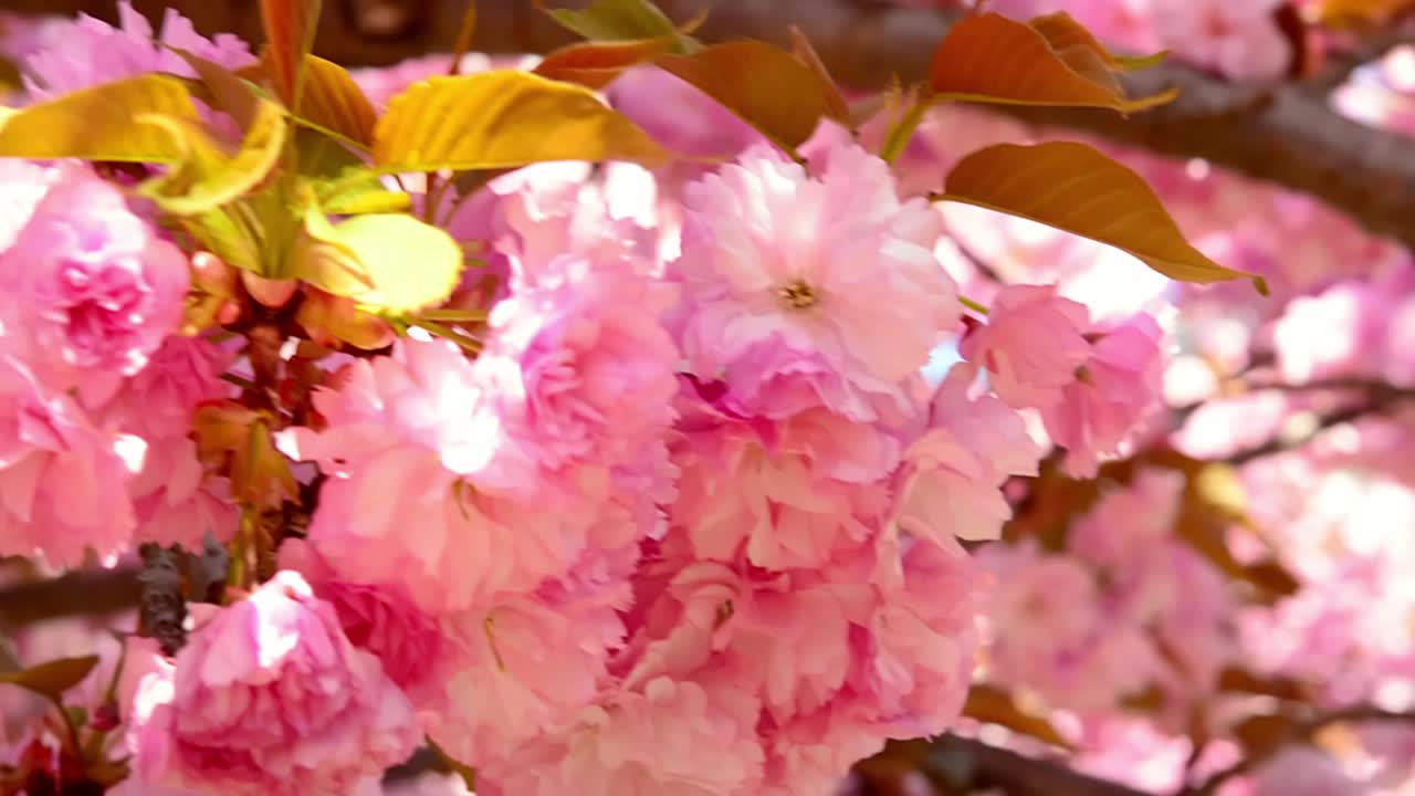 樱花背景蓝色的天空，樱花树，粉红色的樱花视频素材