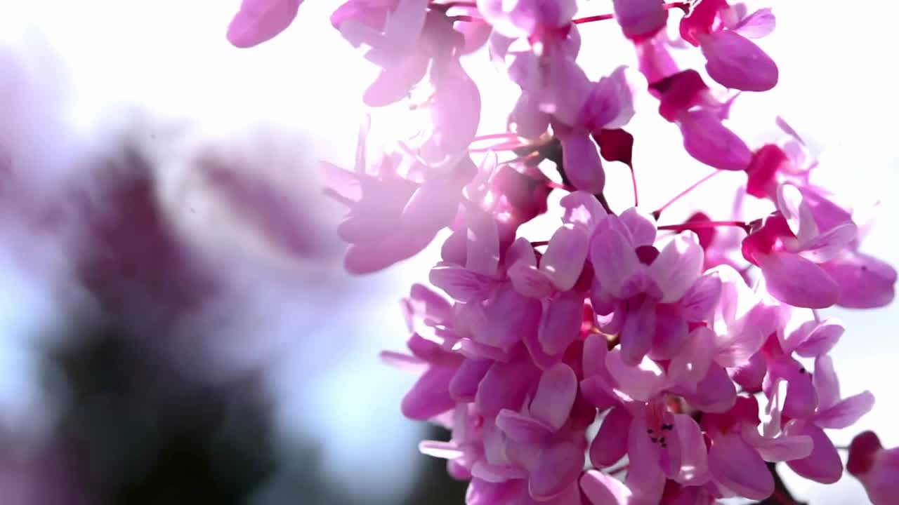 樱花背景蓝色的天空，樱花树，粉红色的樱花视频素材